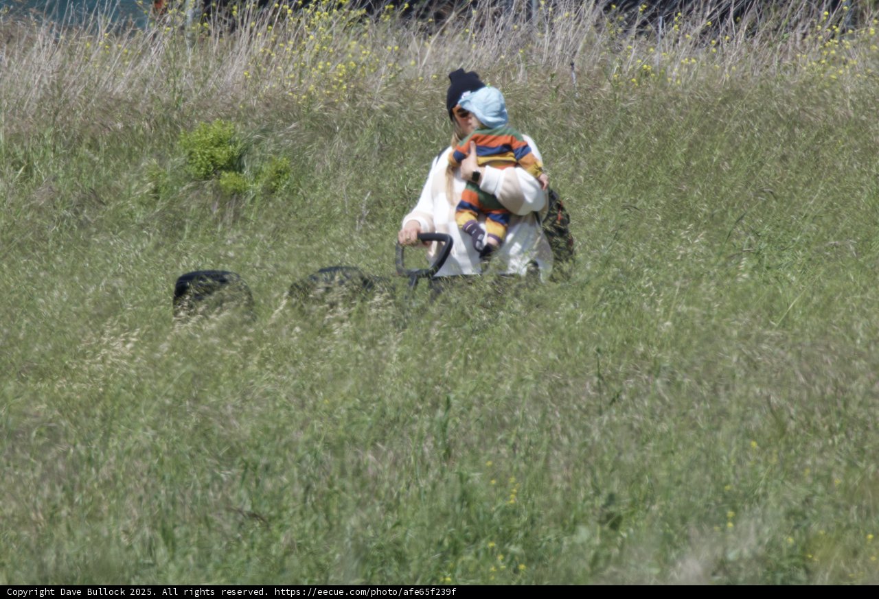 Spring Stroll in the Meadow
