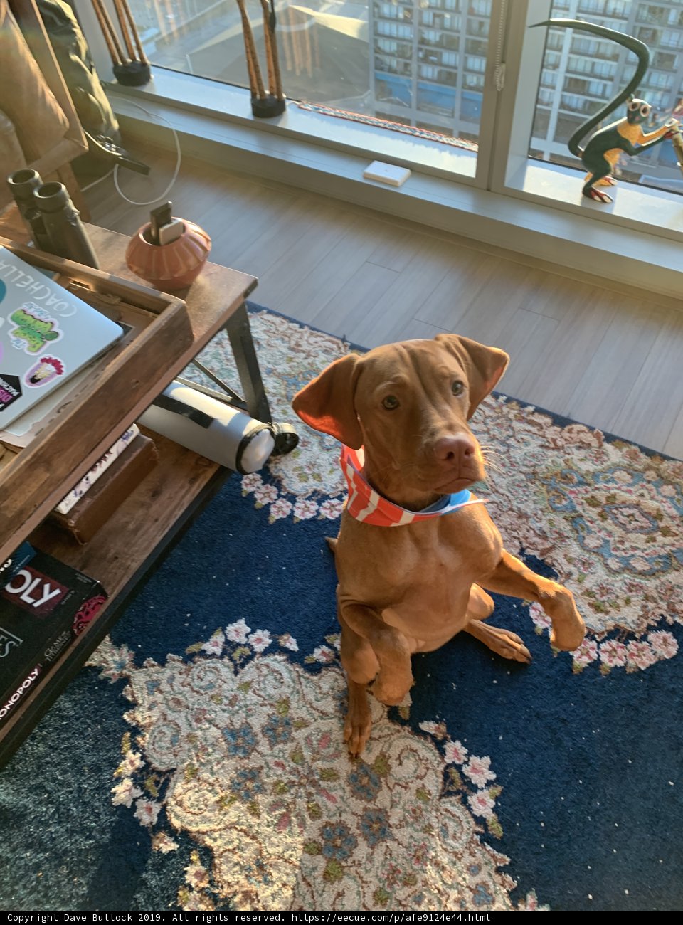 Peaceful Pup in a Sunlit Room