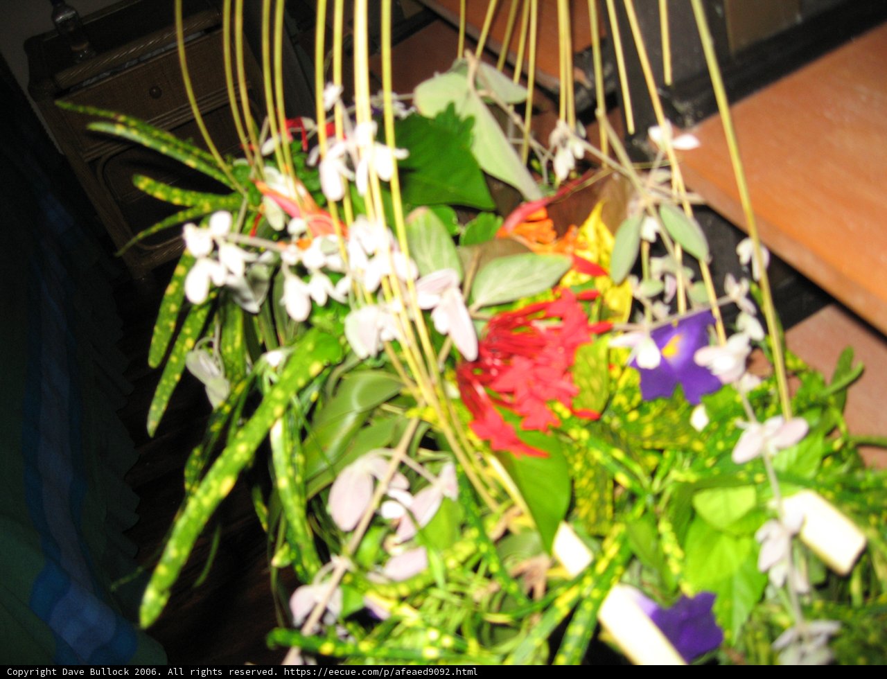 Hanging Garden of Fiji