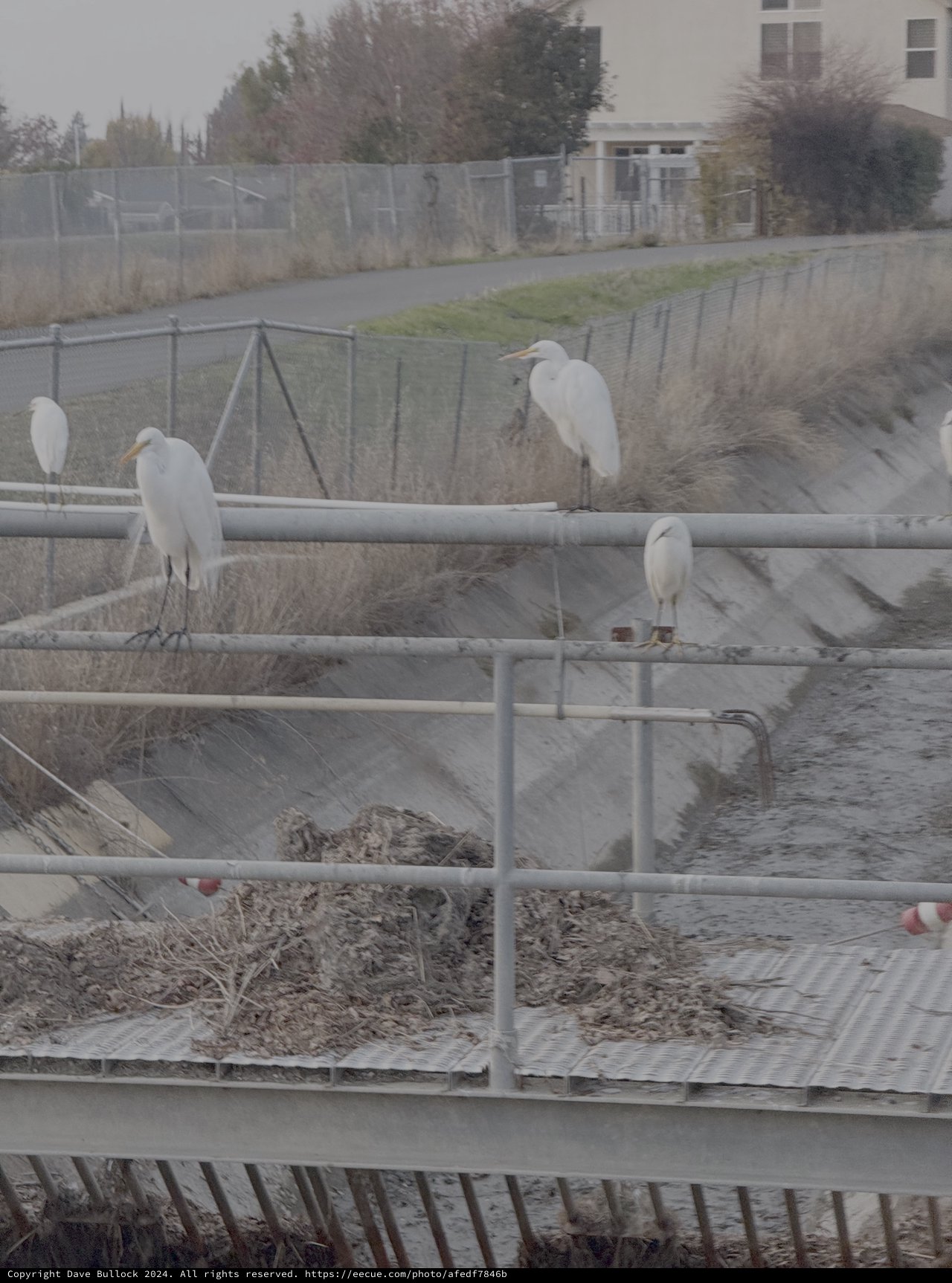 White Egrets Perched on Urban Canal Railings