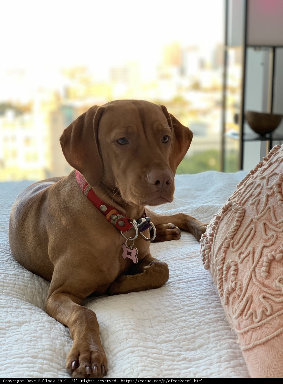 Lazy Sunday with My Furry Friend