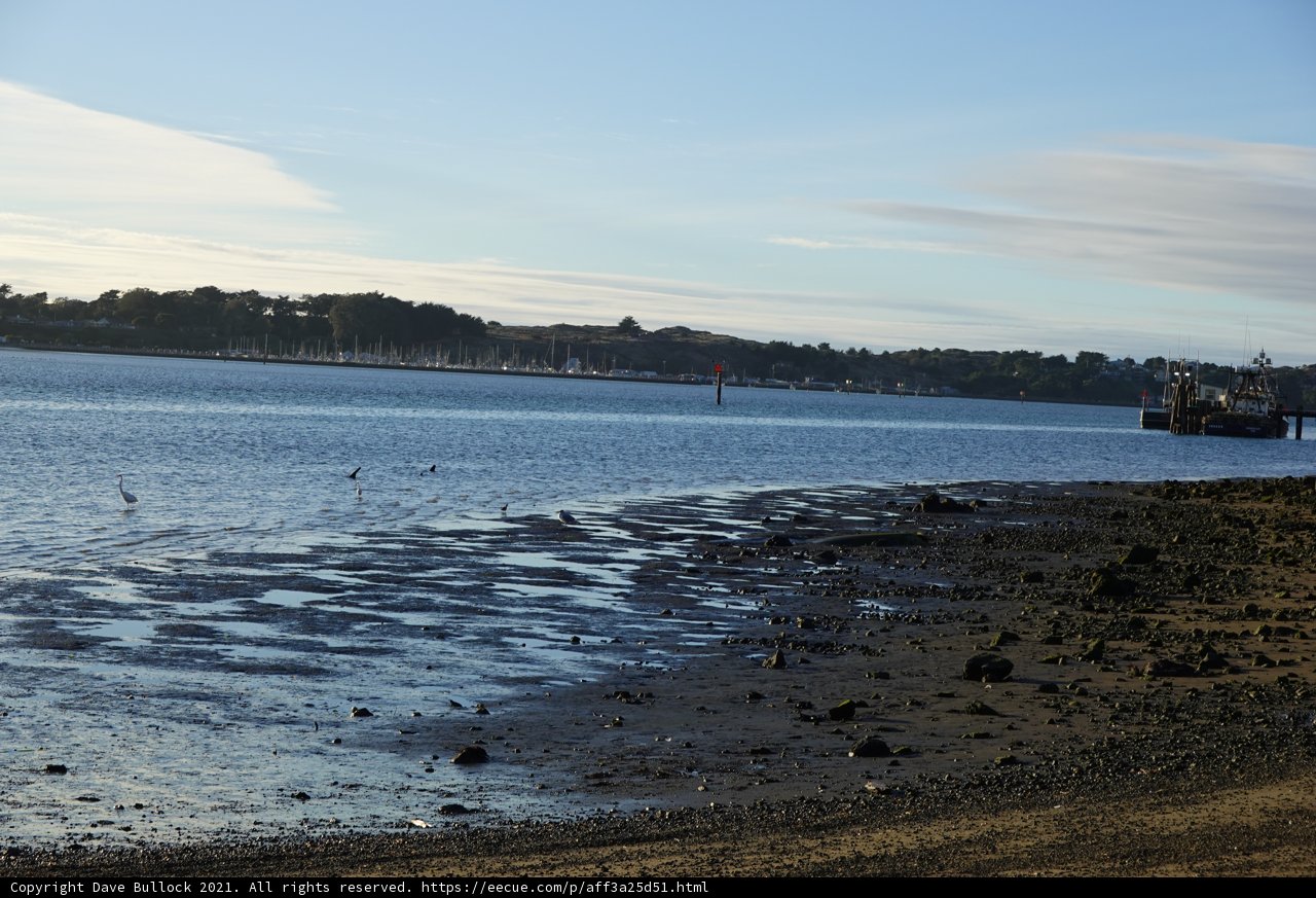 Serene Shoreline with Fowl