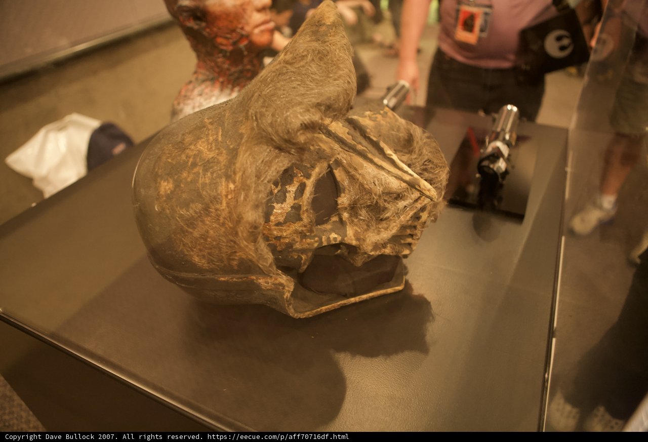 Ancient Skull on Display