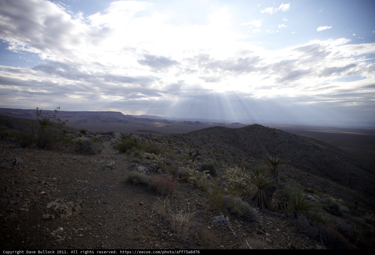 Desert Glory