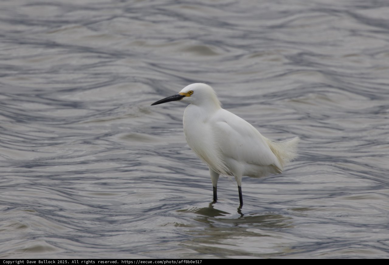 Elegance in the Wetlands