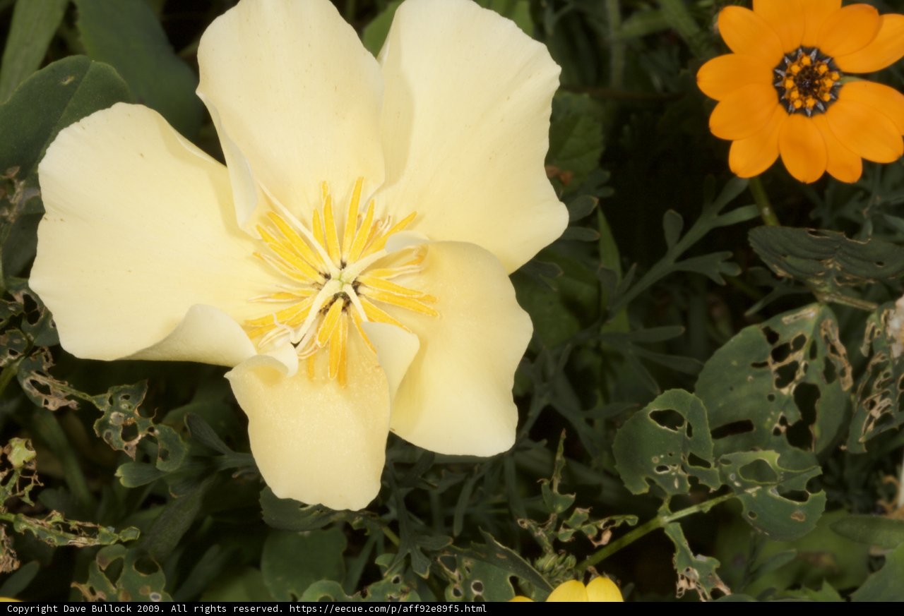Burst of Sunshine