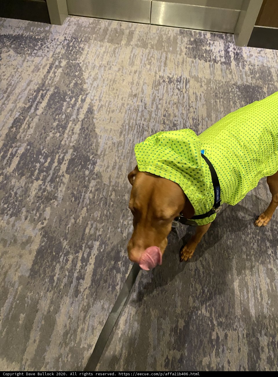Green-Shirted Dog on the Floor in San Francisco