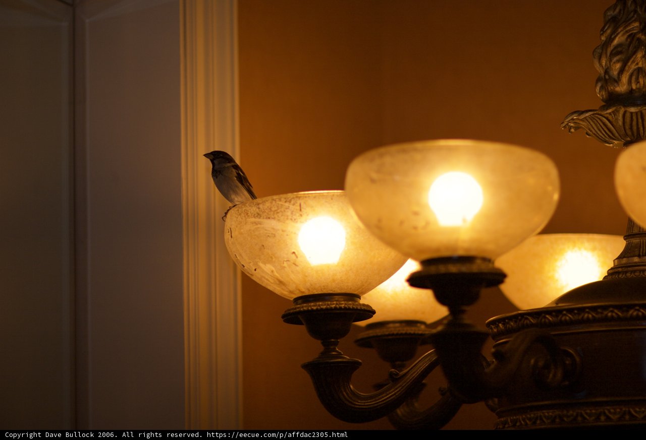 Perching Bird on Lamp Post