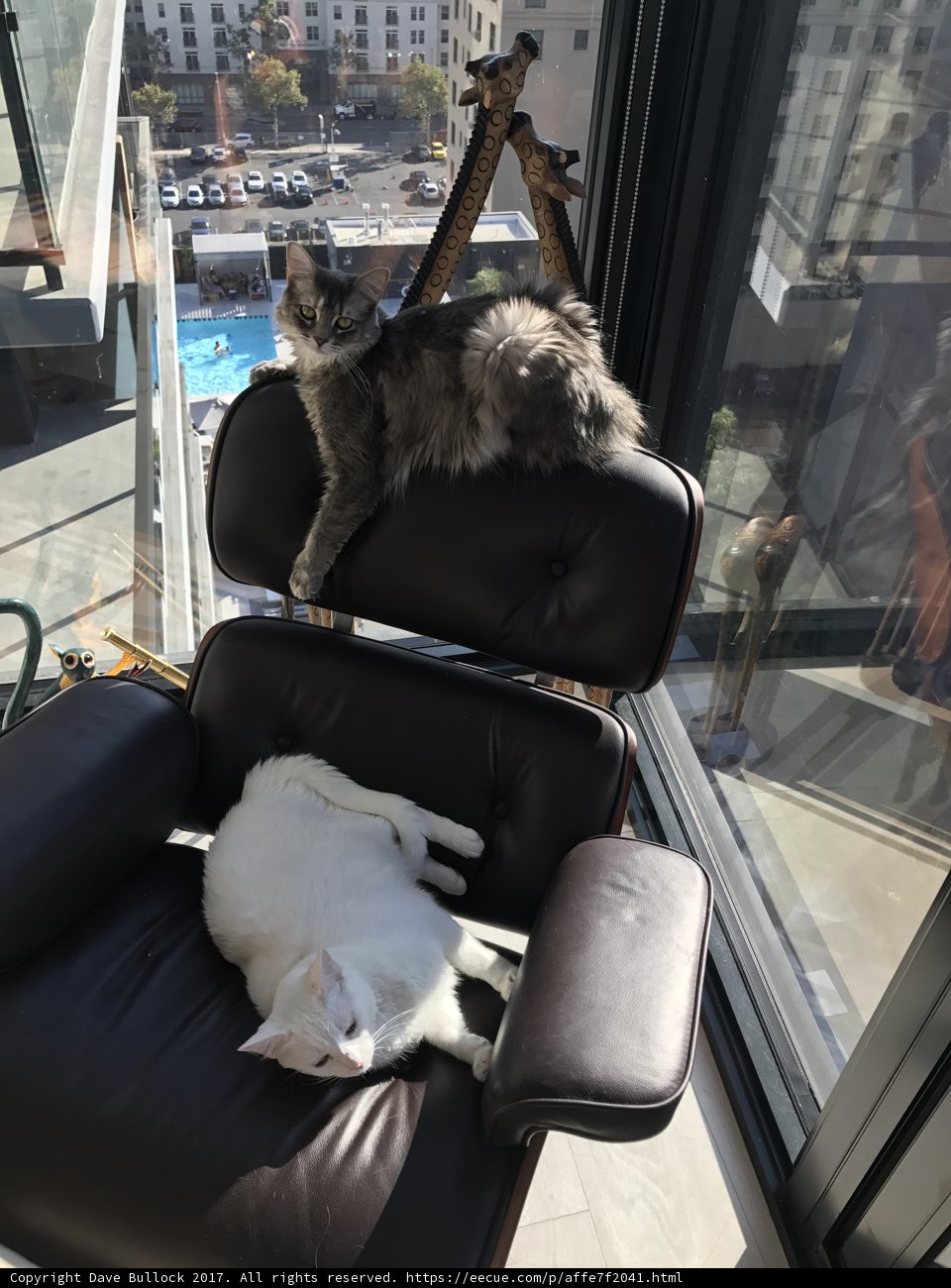 Feline Furniture Frenzy