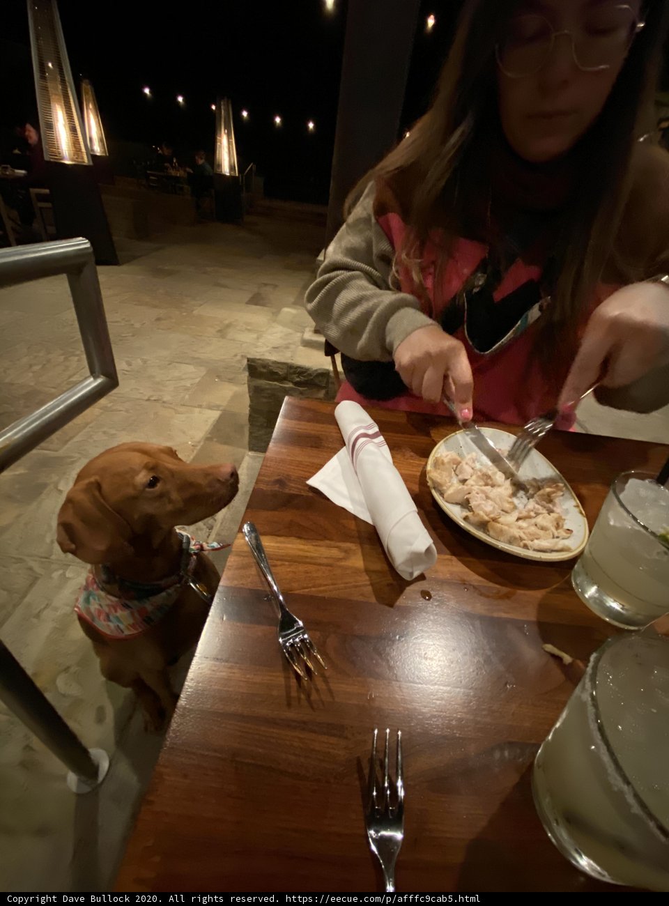 Table Manners with Canine Companions