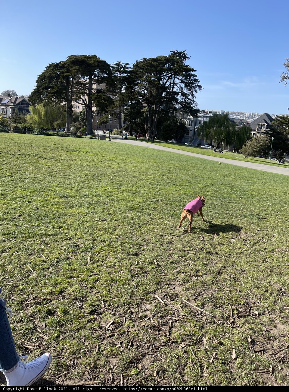 Playful Day in Alamo Square