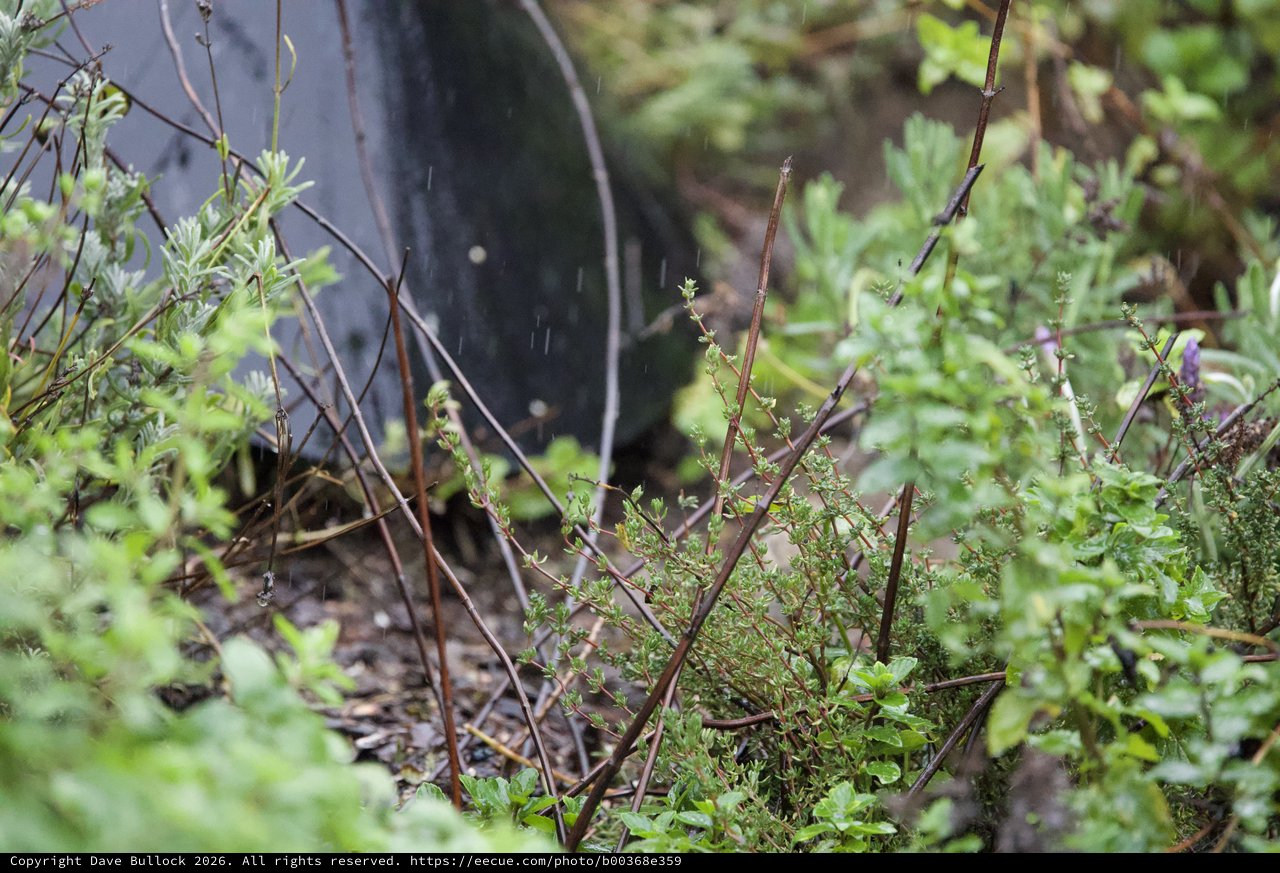 Abandoned Tire Among Spring Growth in Natural Setting