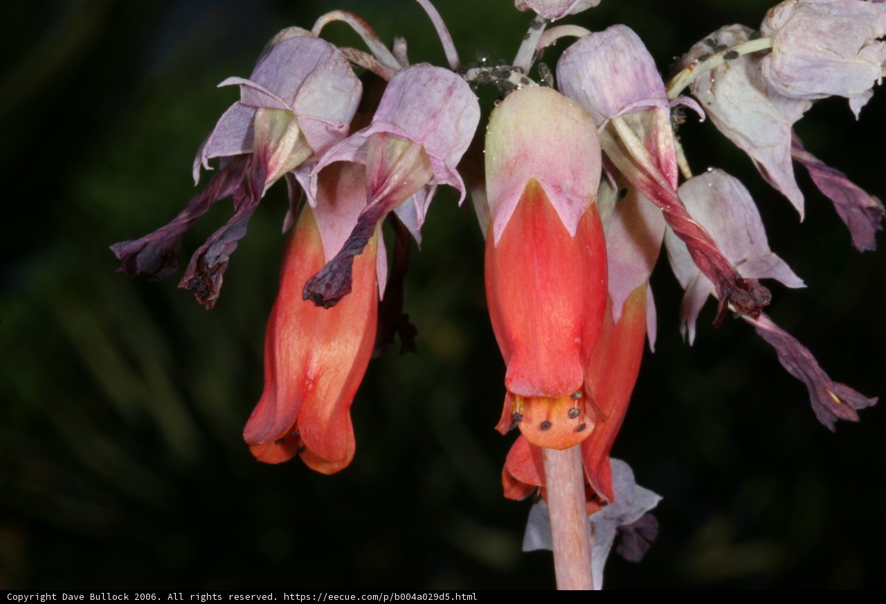 Vibrant Acanthaceae flower