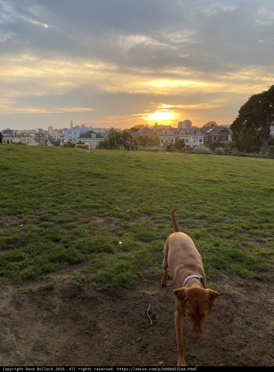 Sunset Stroll with Man's Best Friend