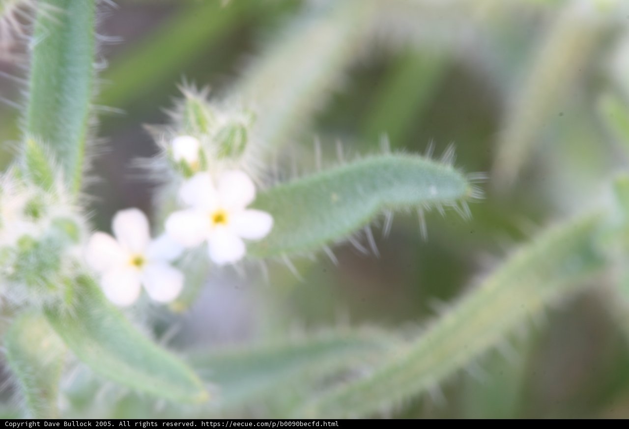 Delicate Blooms in Detail