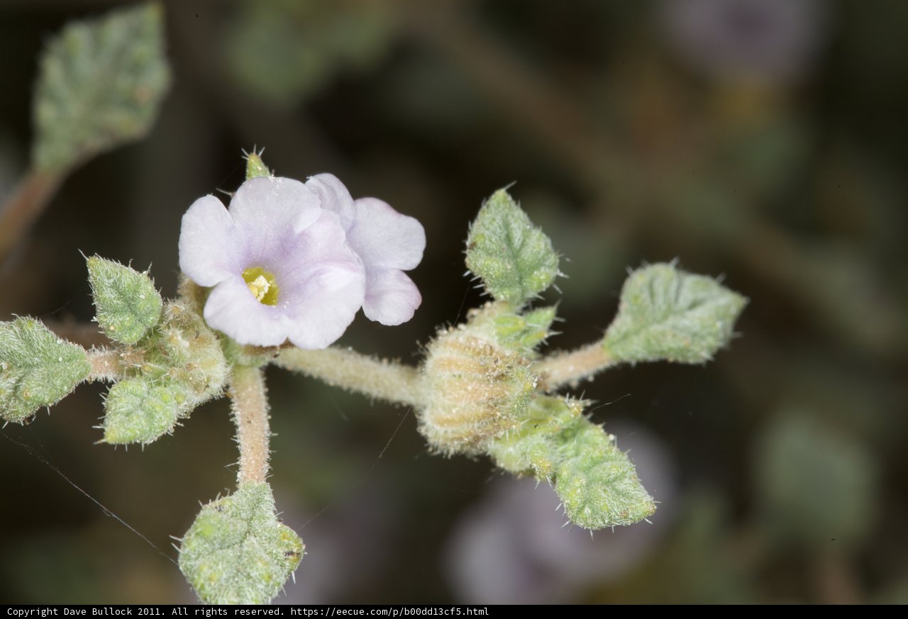 A Purple Geranium in Bloom