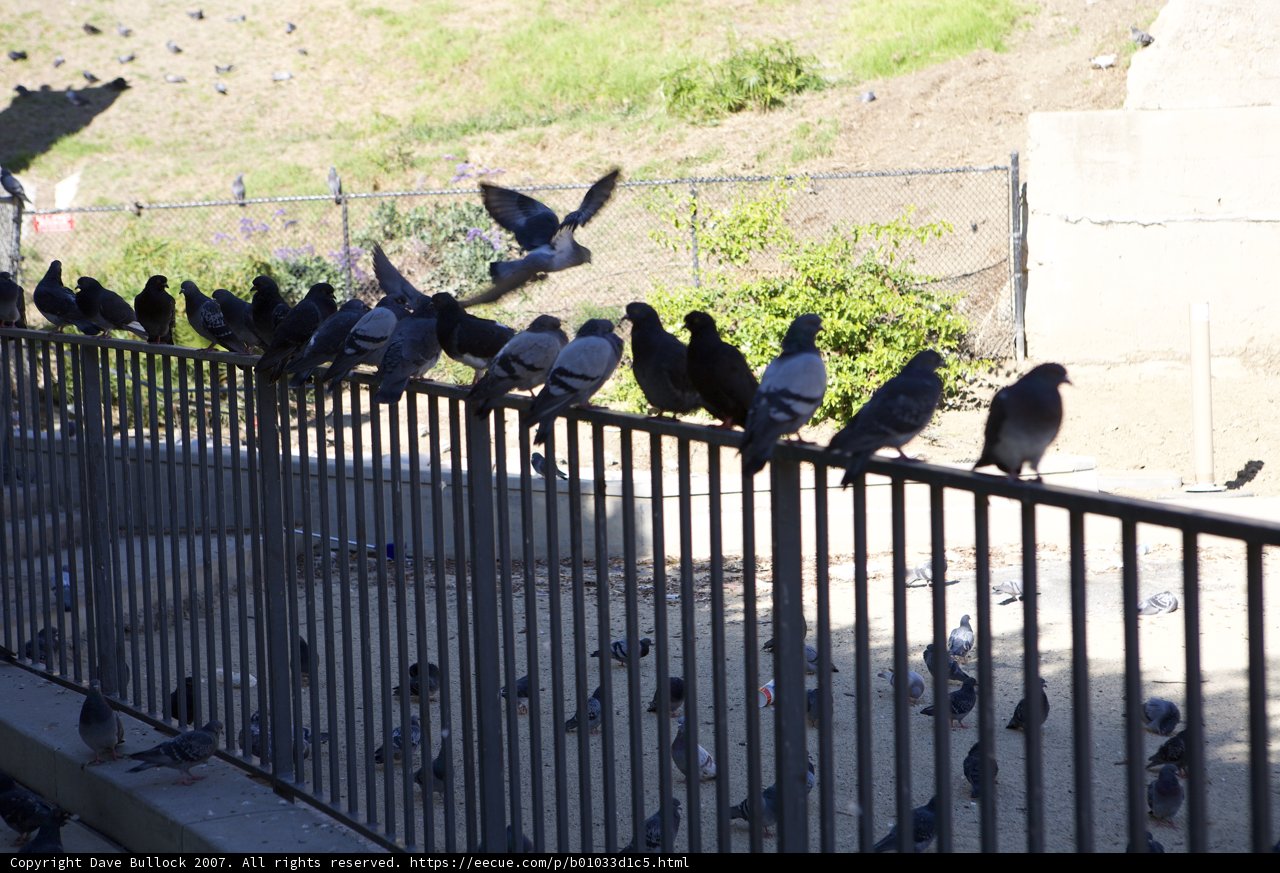 Birds on the Railing