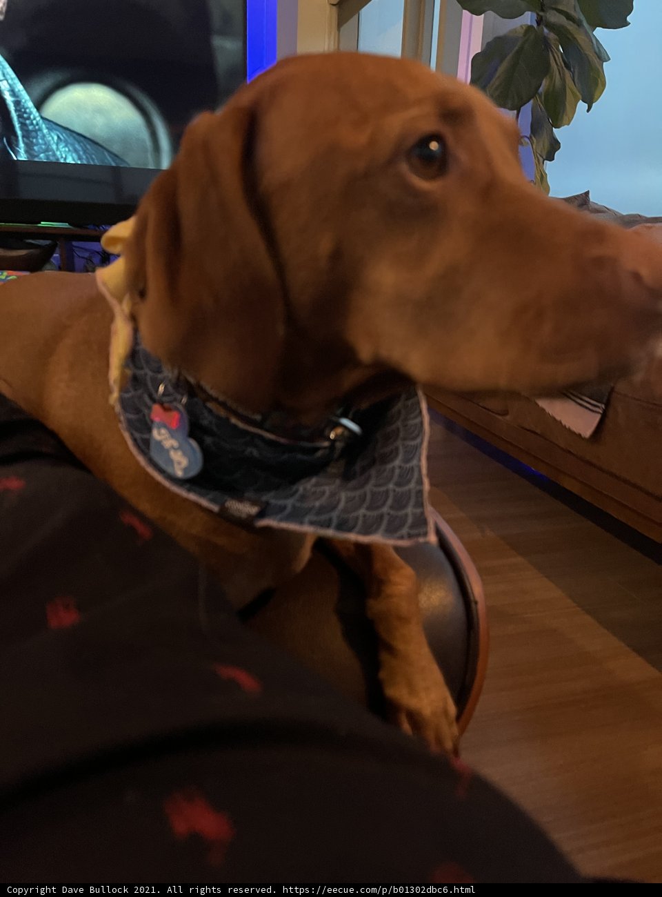 Stylish Dog