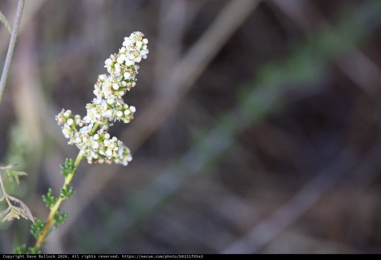Delicate White Wildflower Blooms on Mt. Diablo Trail
