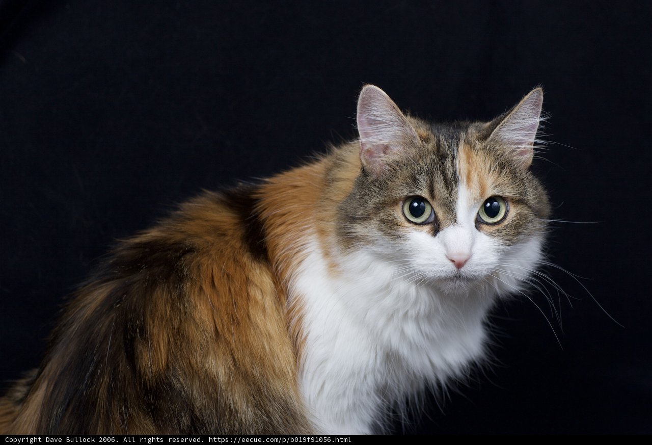 Calico Cutie