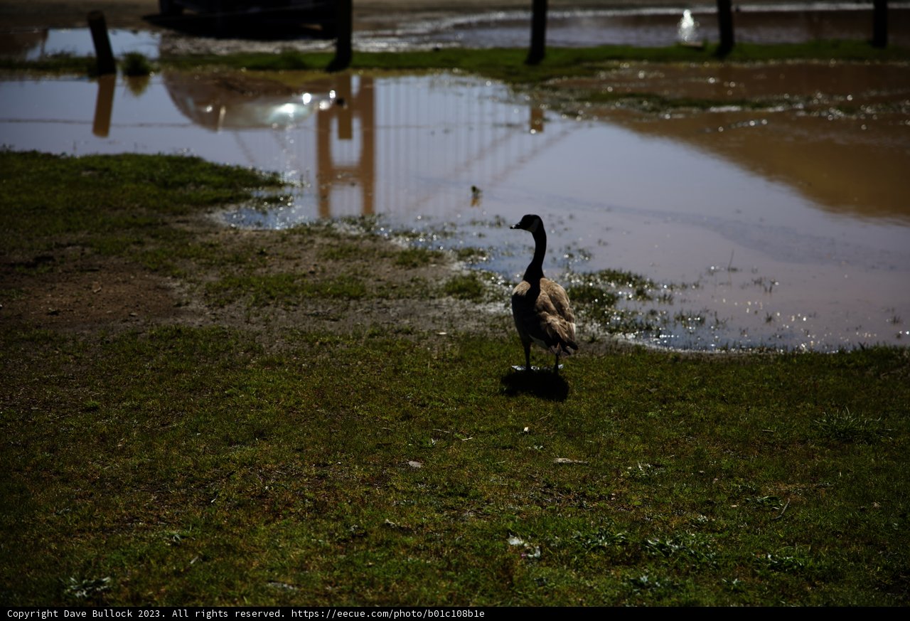Goose Encounter in Marin Headlands