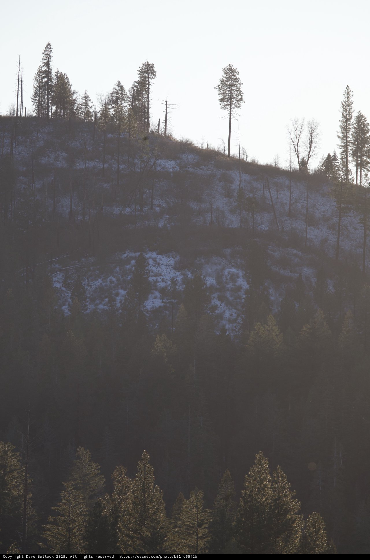 Snow-Dusted Hillside After Forest Fire Recovery