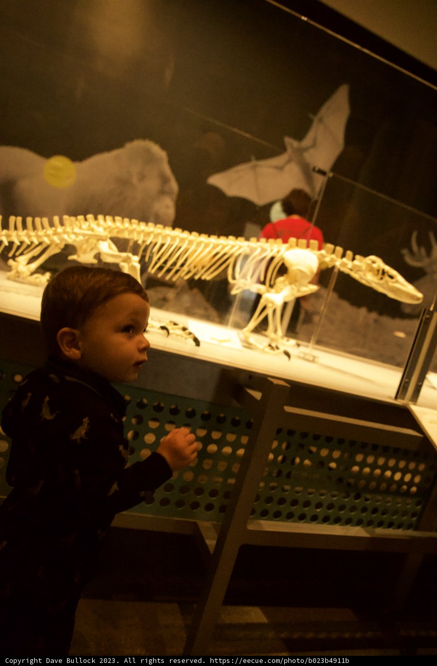 Intrigue at the Museum: A Young Curiosity