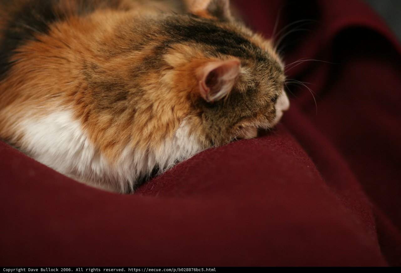 Sleeping on a Red Blanket