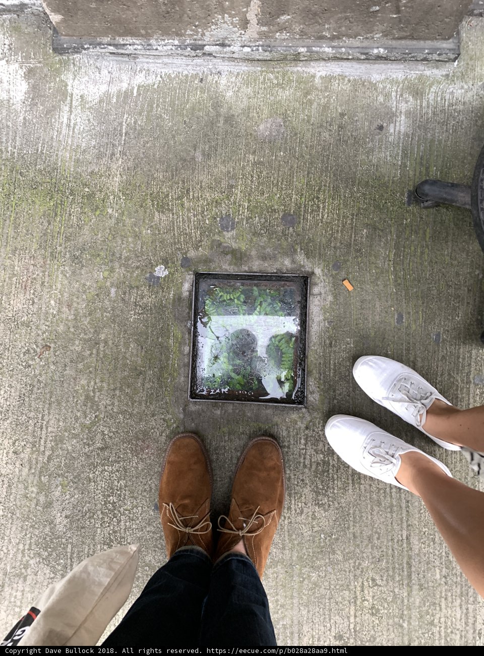 Standing Tall on the Slate Grate