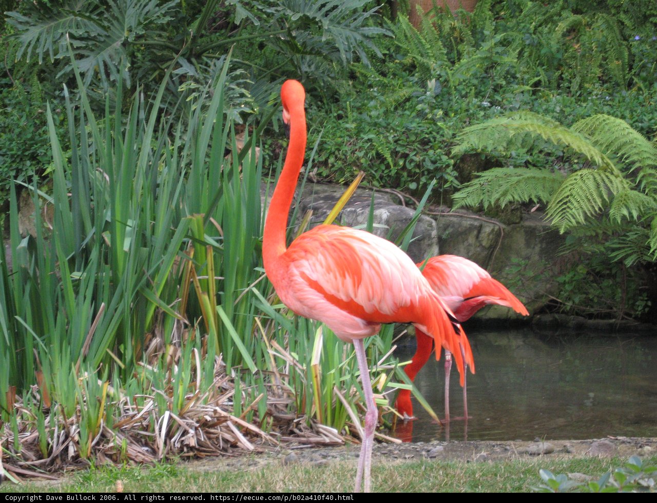 Flamingo Friends