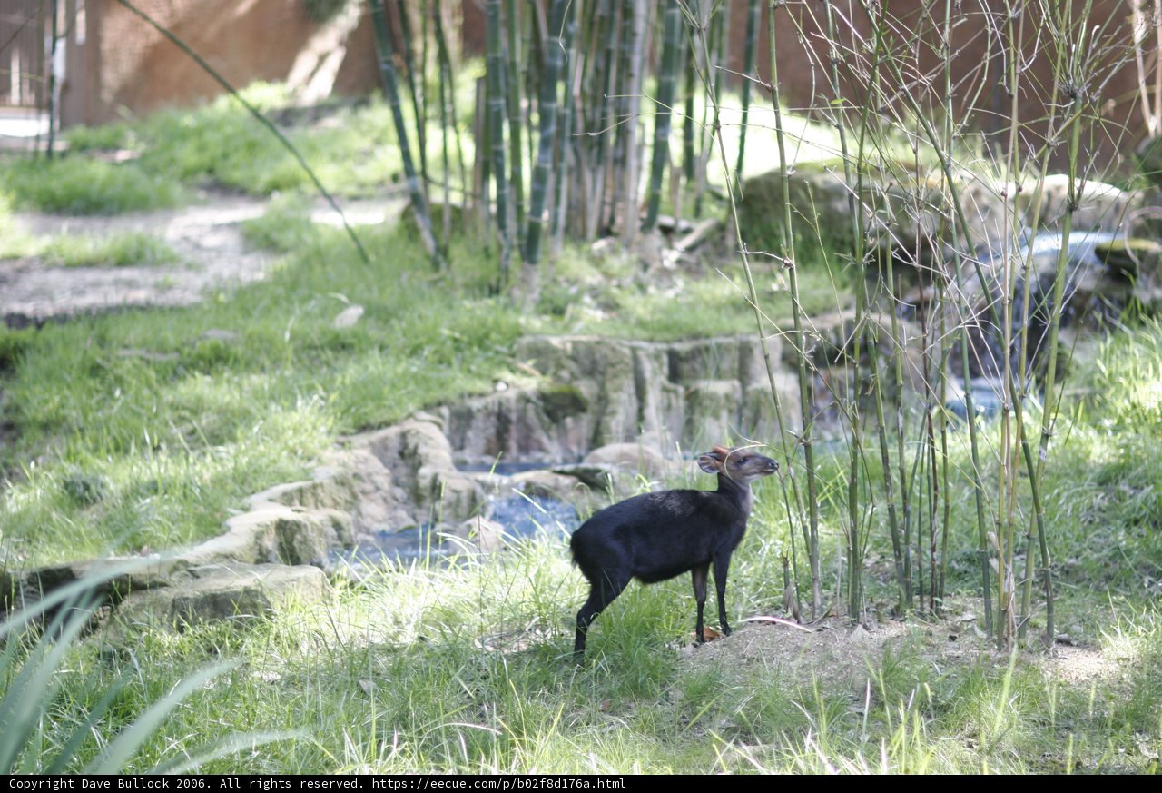 Graceful Antelope Amidst Lush Greenery