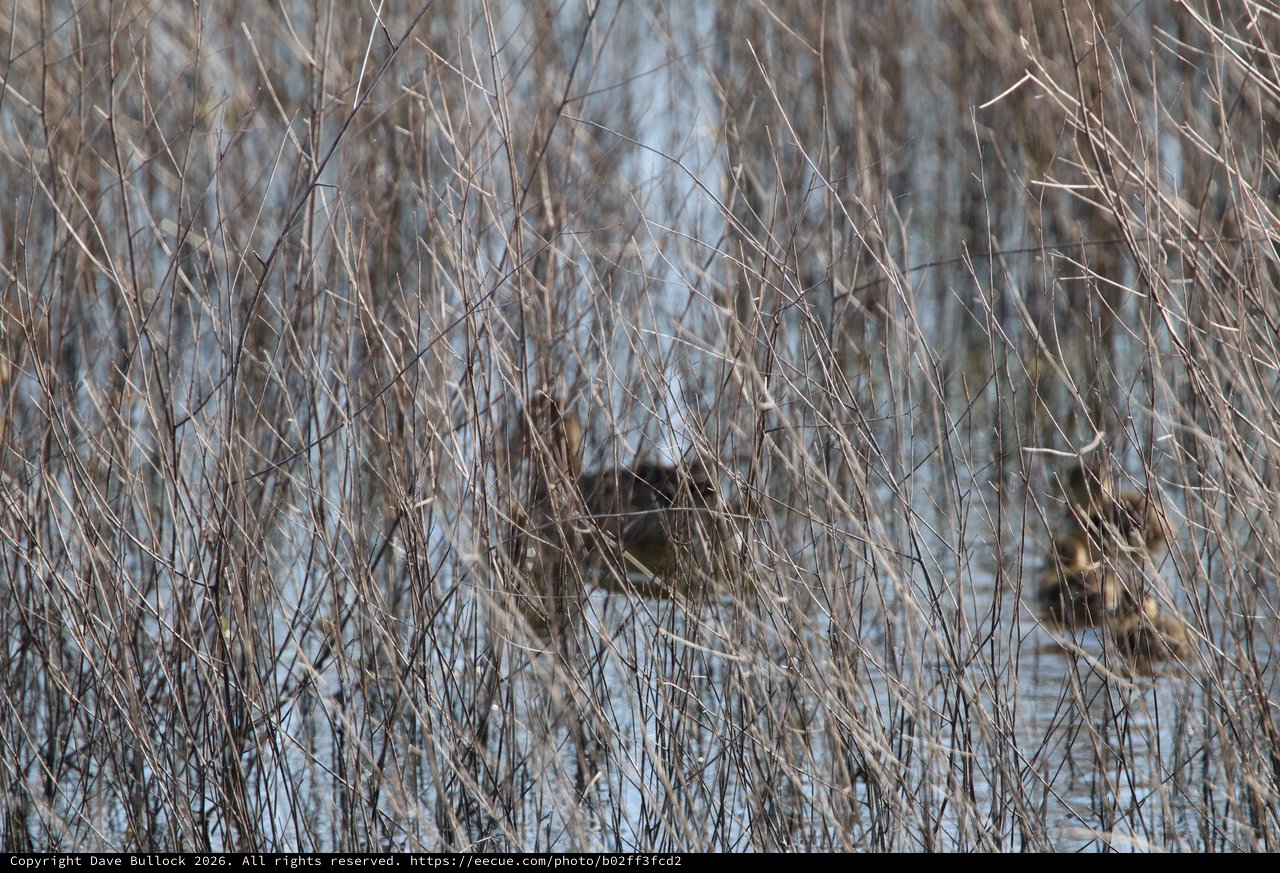 Hidden Waterfowl in Winter Wetland Grasses