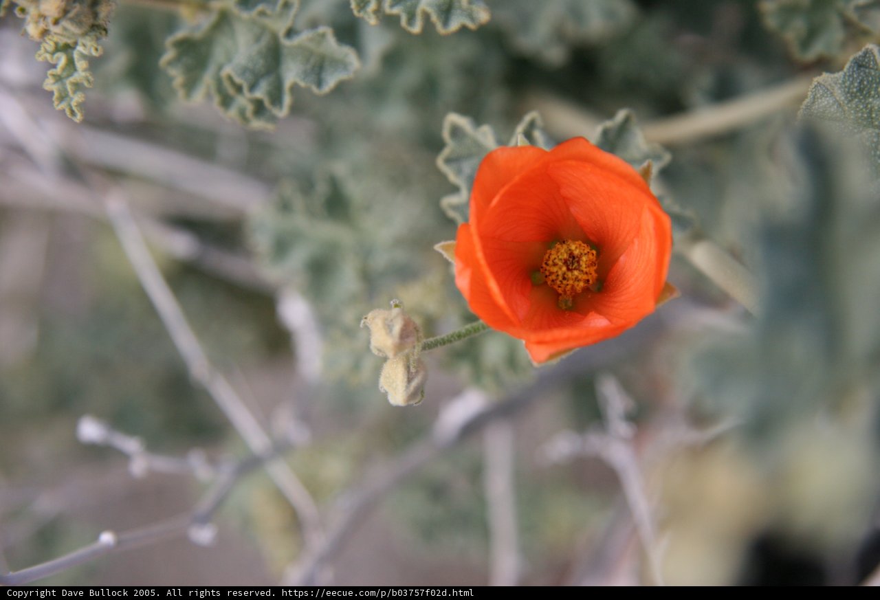 Solitary Beauty
