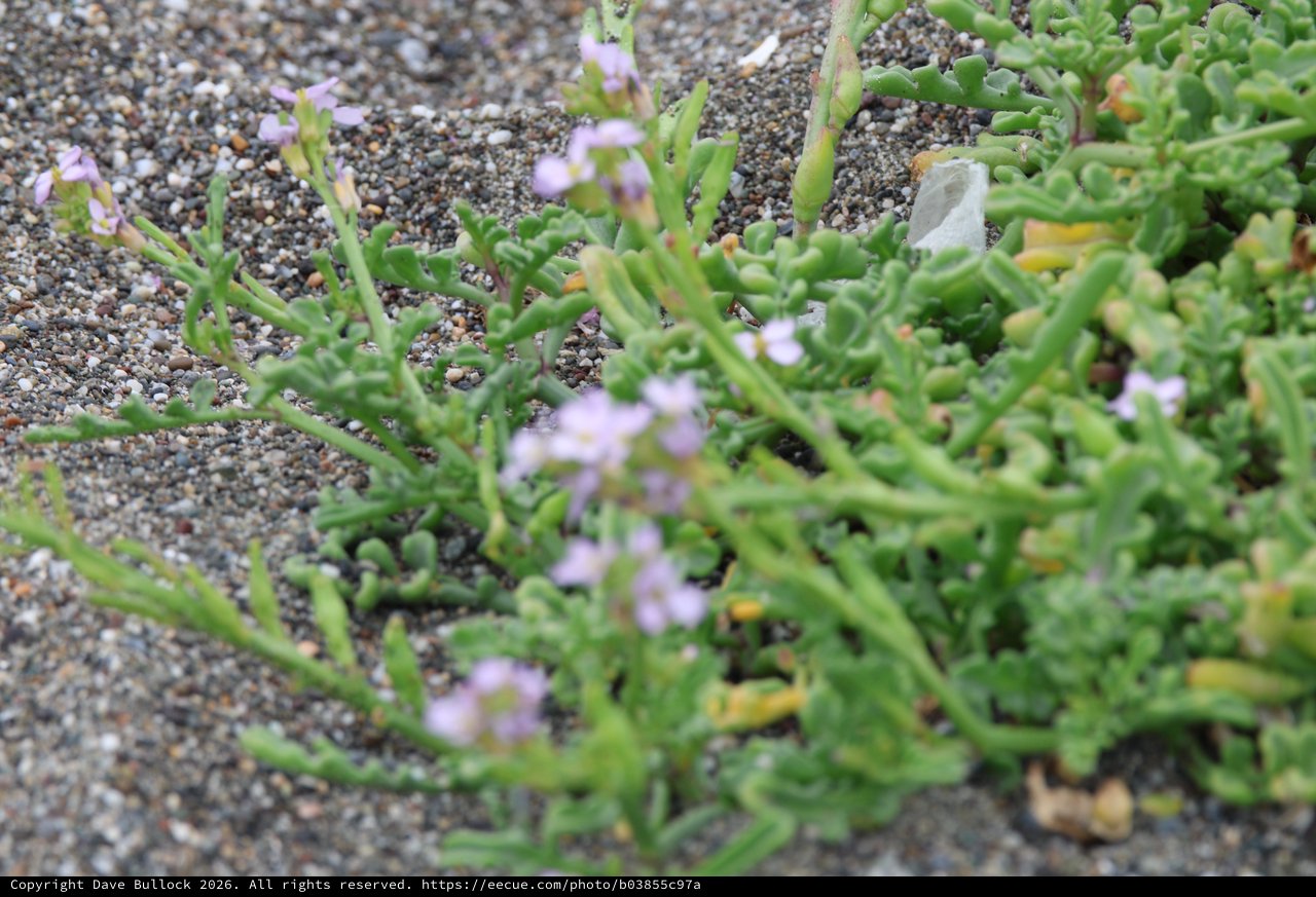Delicate Beach Flowers Blooming in Sandy Gravel