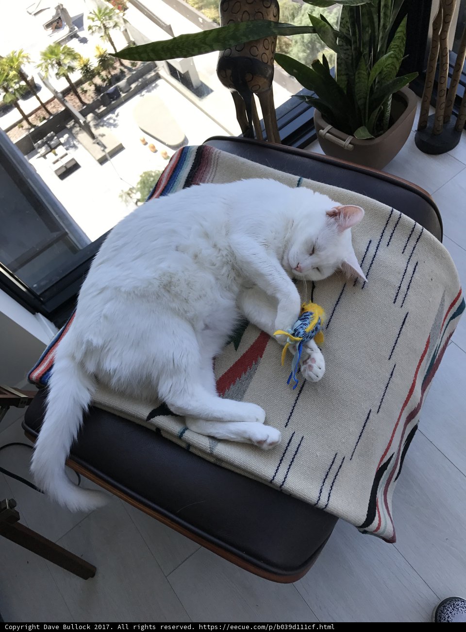 White Cat Relaxing on Chair with Toy