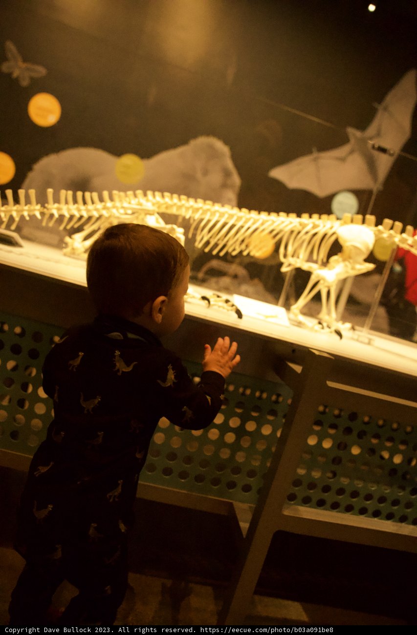 Unearthing History - Wesley's Introduction to Dinosaurs
