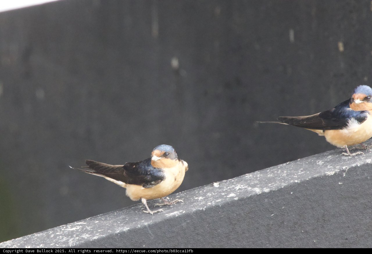 Feathered Companions at Rest