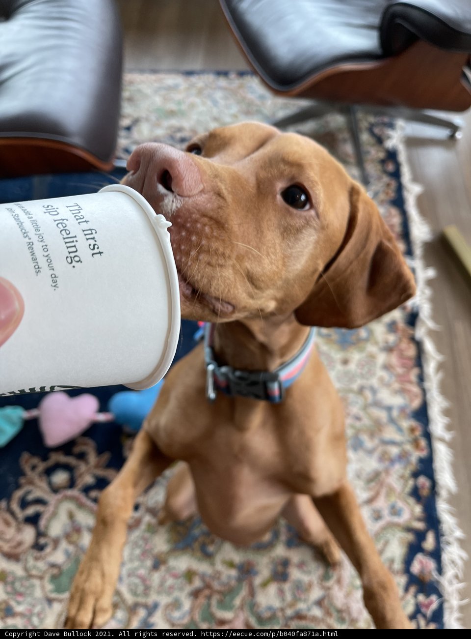 Thirsty Pup