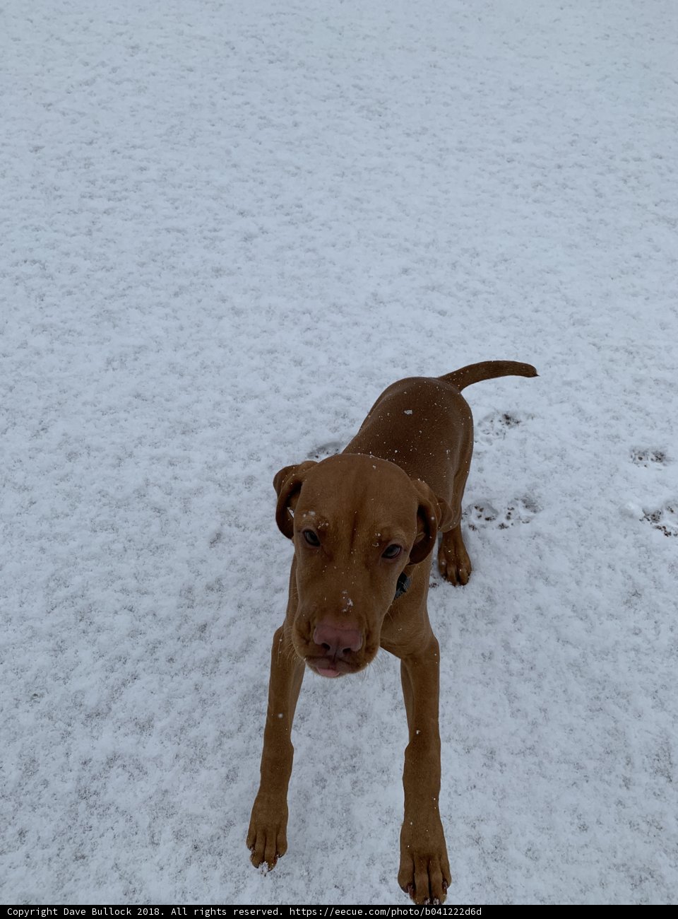 Snow Day Paws
