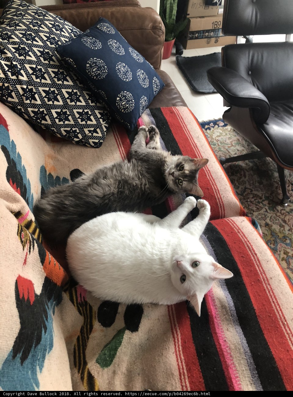Feline Relaxation on Chic Living Room Couch