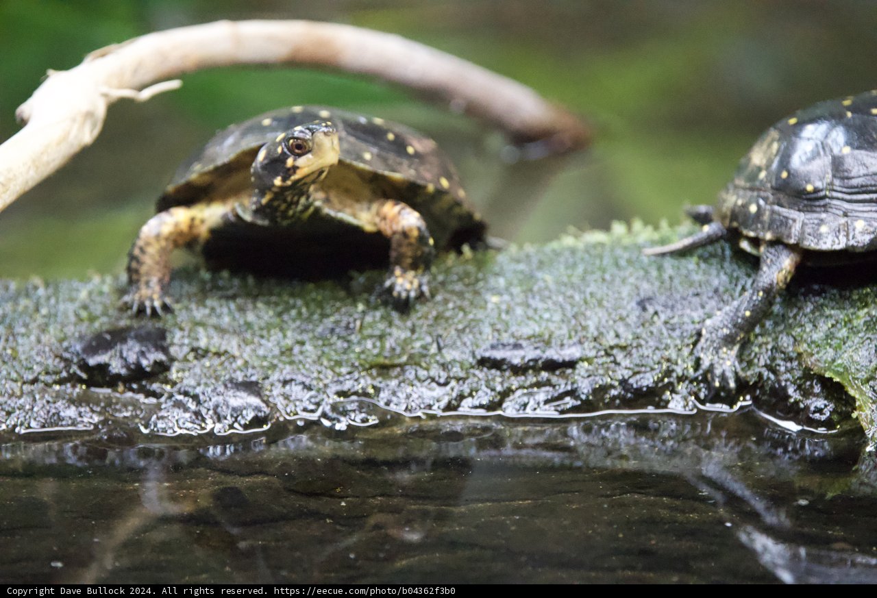 Turtles at Rest
