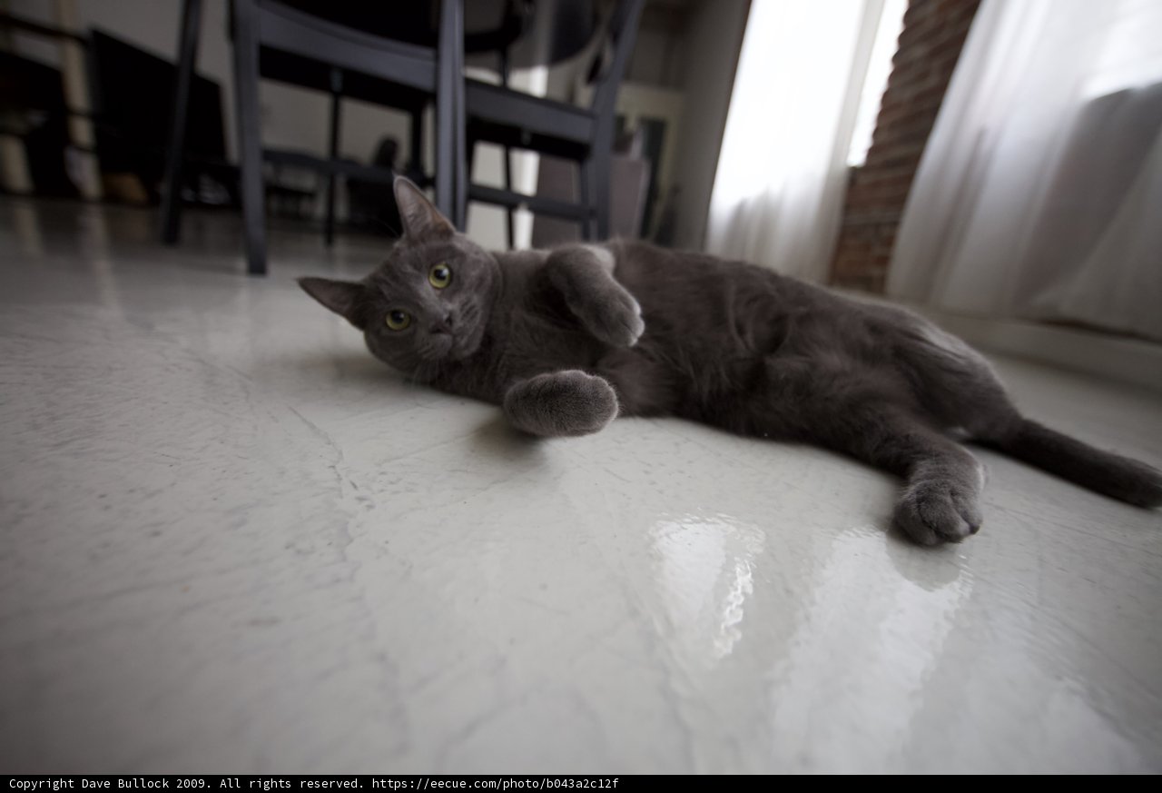 Gray Cat Lounging on Hardwood Floor