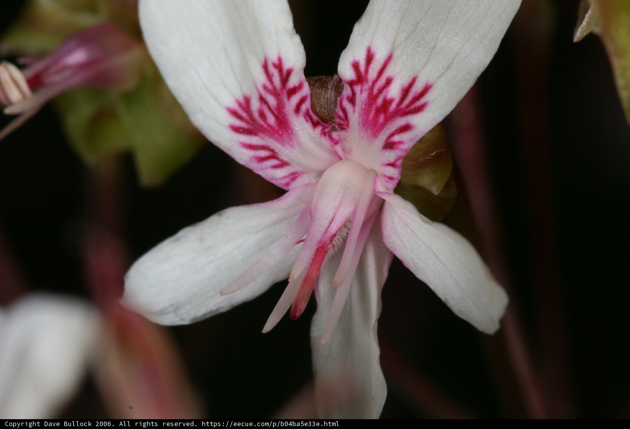 Geranium Delight