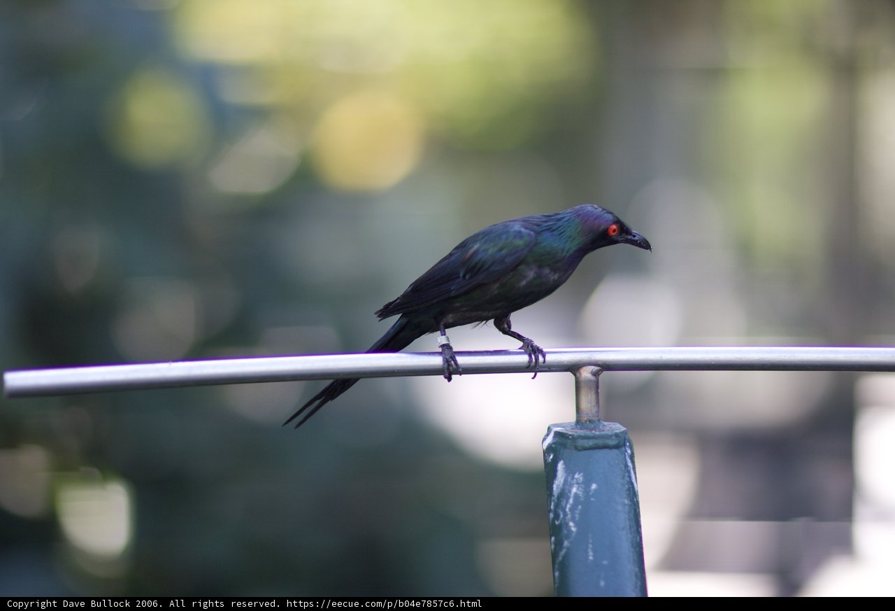 Blackbird Perched on Metal Pole