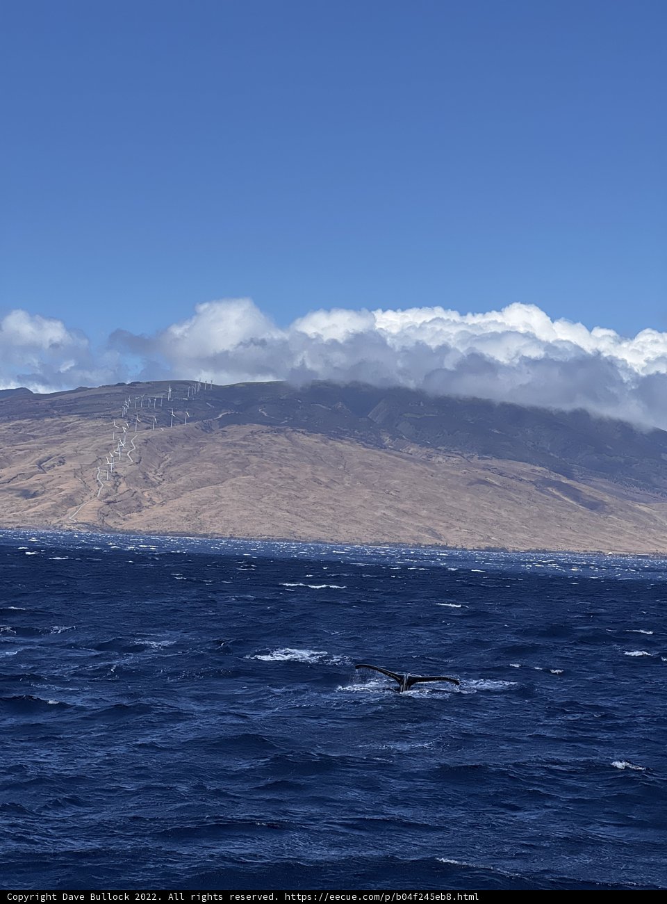 Majestic Humpback Whale in the Pacific Ocean