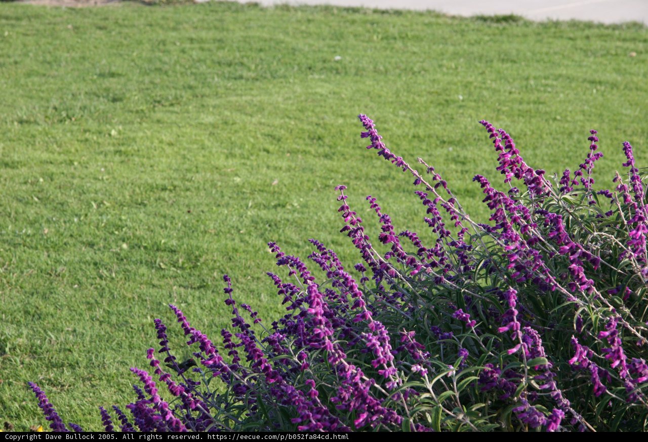 Purple Lupin in a Grassland Field