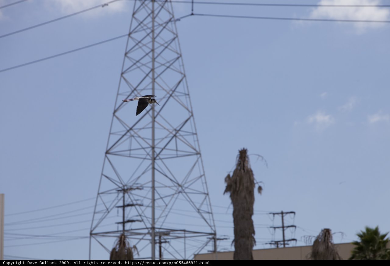 Flying above the Power Line and Palm Trees