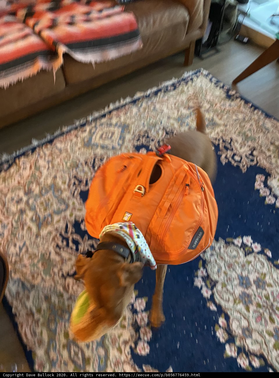 Canine Companion on the Go