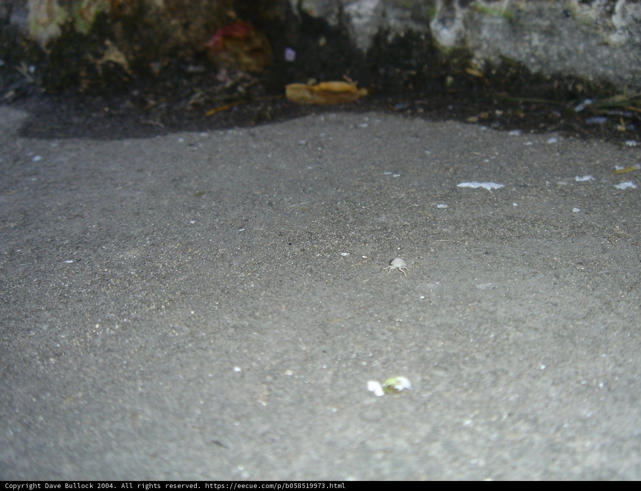 Mysterious Object in the Gravel
