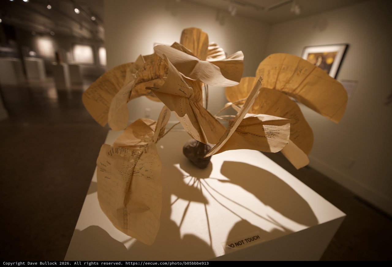 Abstract Wooden Sculpture with Dynamic Shadow Play in Museum Gallery